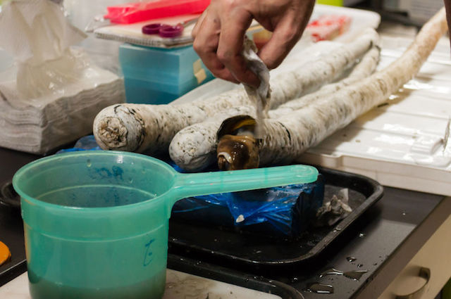 170419_giantshipworm2.jpg