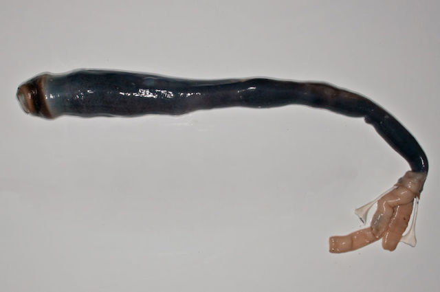 170419_giantshipworm3.jpg