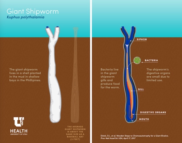 170419_giantshipworm4.jpg