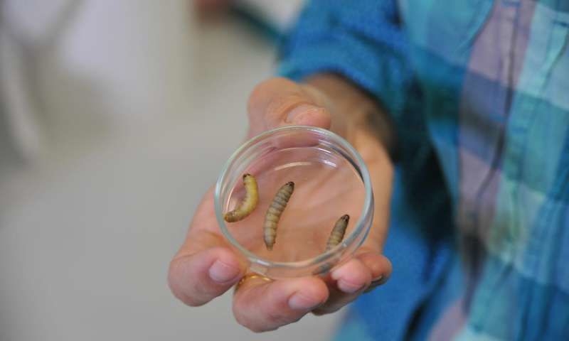 プラスチックの袋を溶かすいも虫がゴミ問題を救う?2
