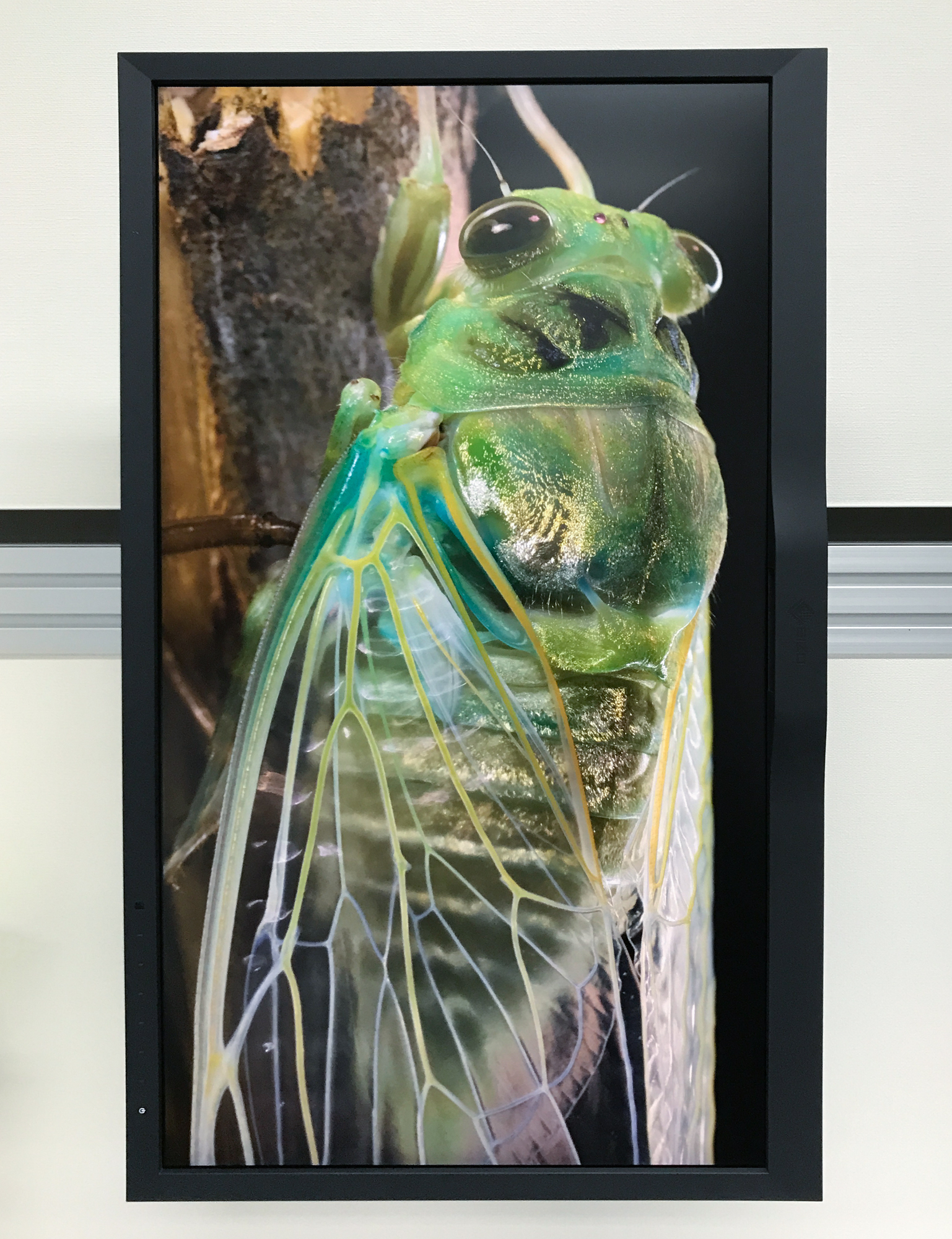 ジェットダイスケ 写真展 2