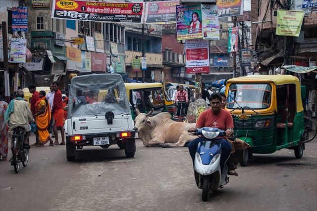 20170518_india_cow3_r.jpg