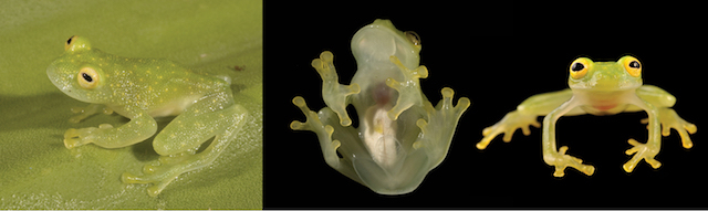 170602_skelton_frog_2.jpg