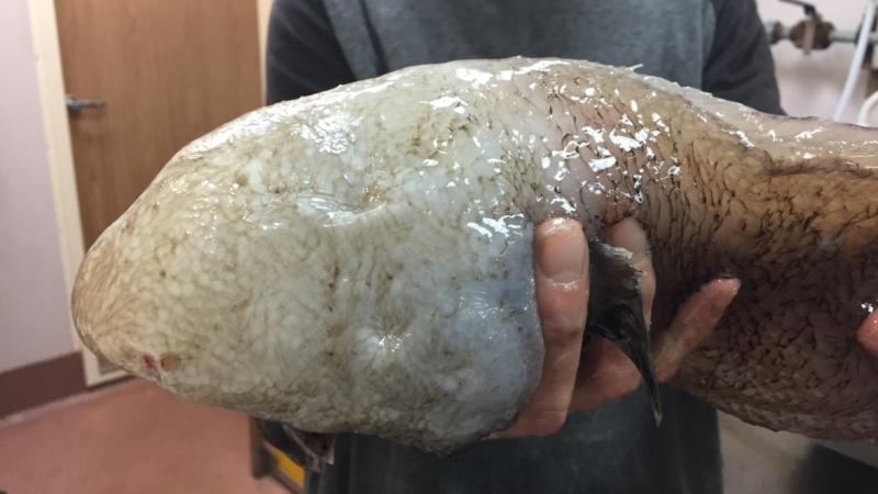 顔のない魚 とよばれた深海魚 じつは目がありました ギズモード ジャパン