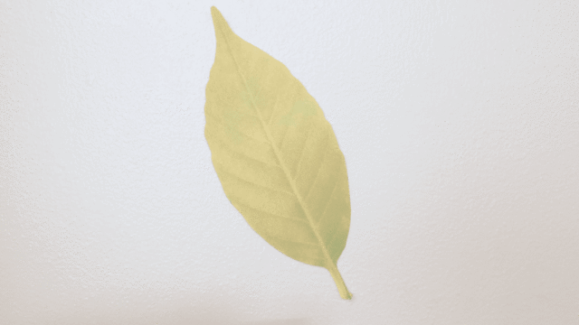20170601gizmodo_dyson_leaf_1.gif