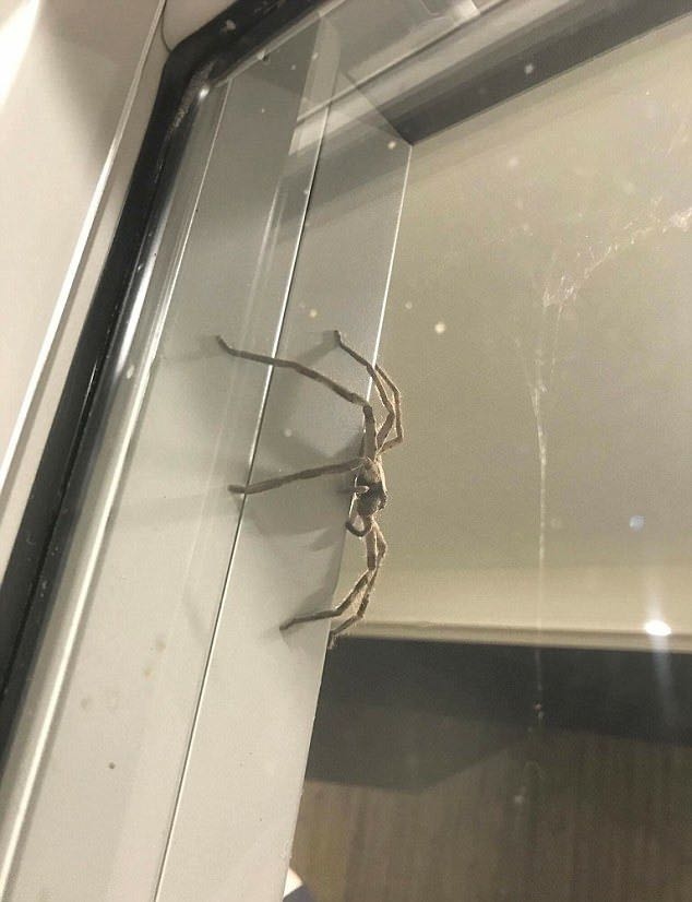170731spider0.jpg
