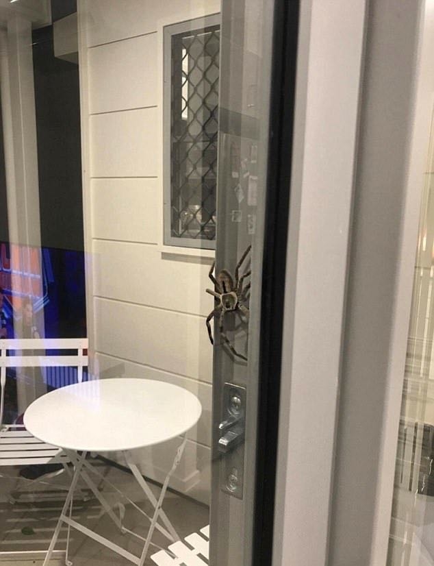 170731spider1.jpg