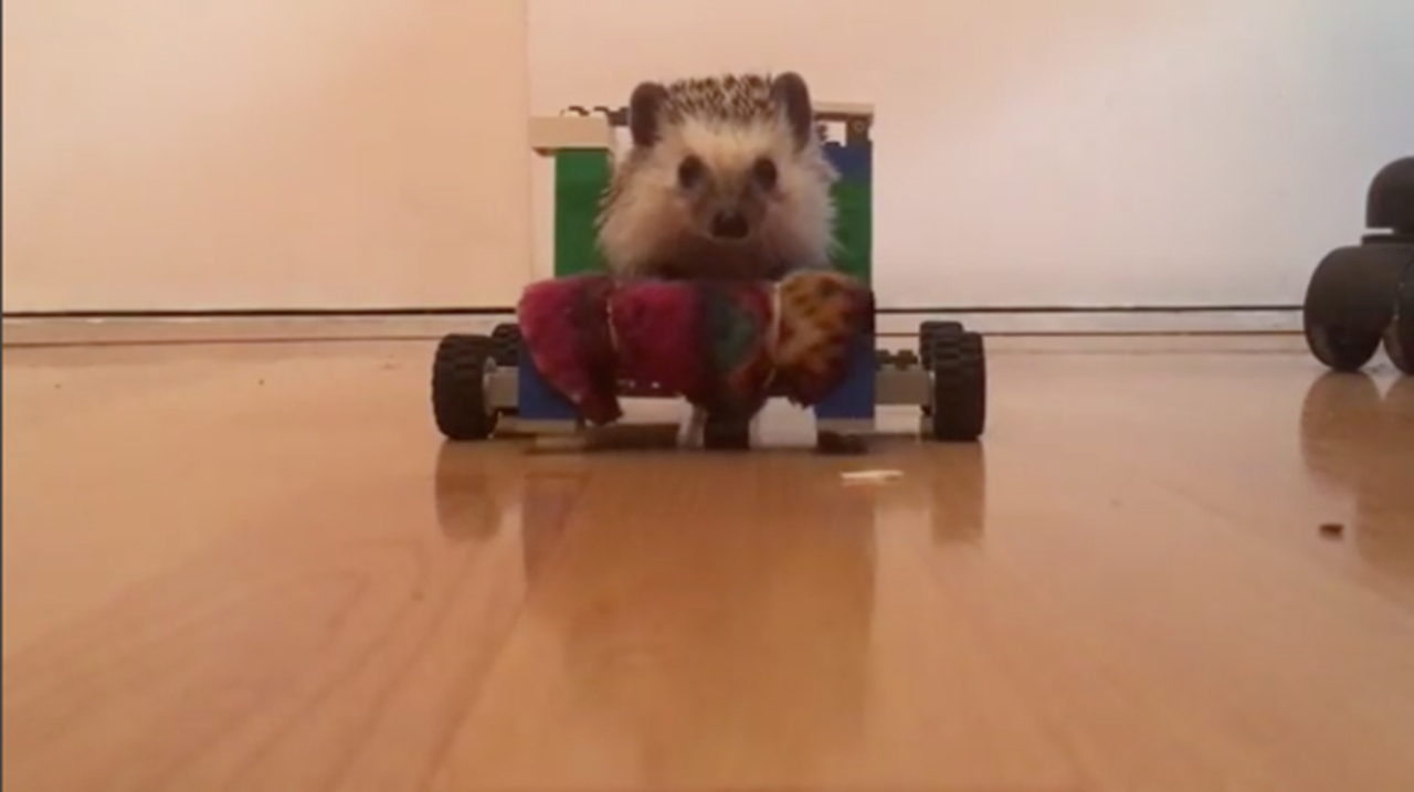 前足が自由に動かせないハリネズミ レゴの車椅子で歩けるように ギズモード ジャパン