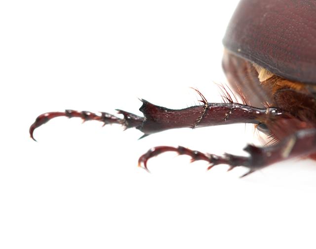 170828_smad_leg_beetle.jpg