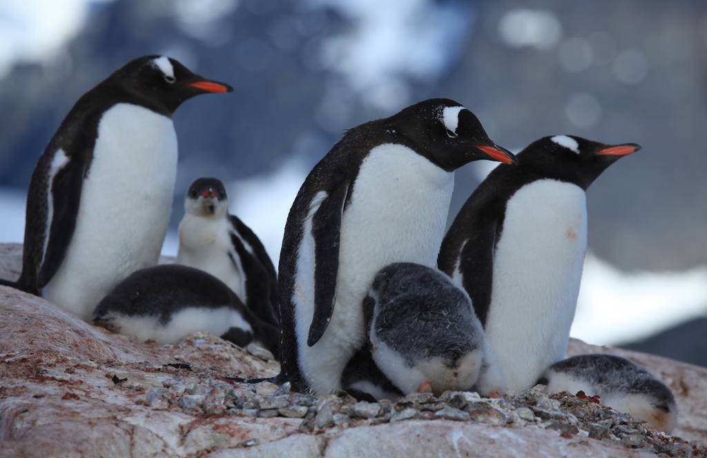 20170908gizmodo_gentoo_penguins
