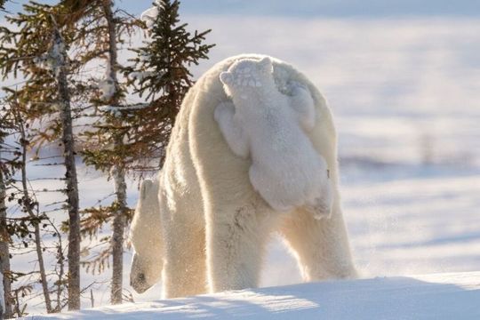 癒される 17年 野生動物を撮影した最高の面白写真 ギズモード ジャパン