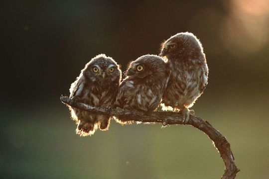 癒される 17年 野生動物を撮影した最高の面白写真 ギズモード ジャパン 癒される 17年 野生動物を撮影した最高の面白写真 ギズモード ジャパン