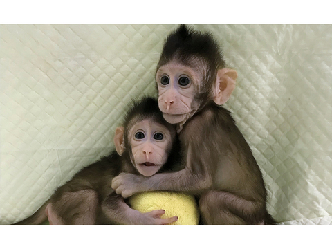 羊のドリーから21年、ついに霊長類のクローン誕生。いまのところ成功率は127分の2です