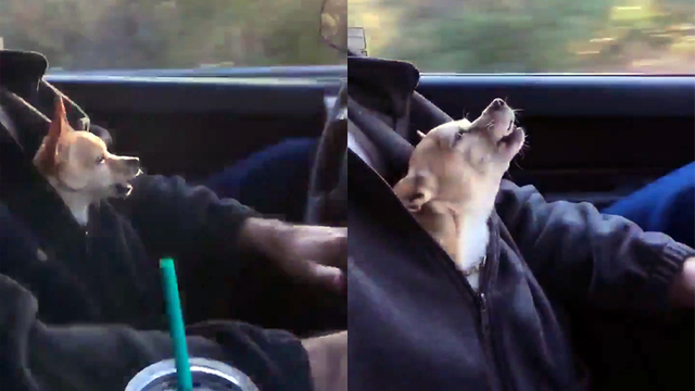 長く辛い通勤の解決策は…カワイイ犬！