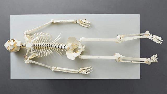 180209skeleton3