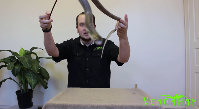 YouTuber、動物園から毒ヘビを盗んで撮影して逮捕される