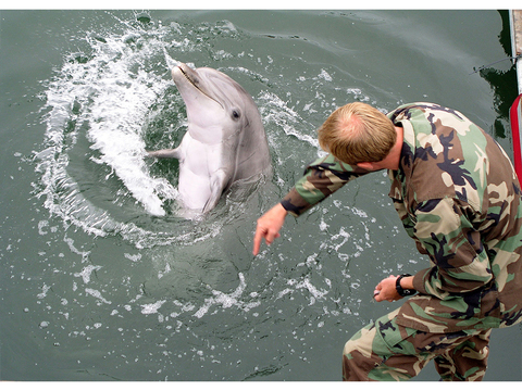 イルカたちによる「漁場荒らし」が地中海で問題に