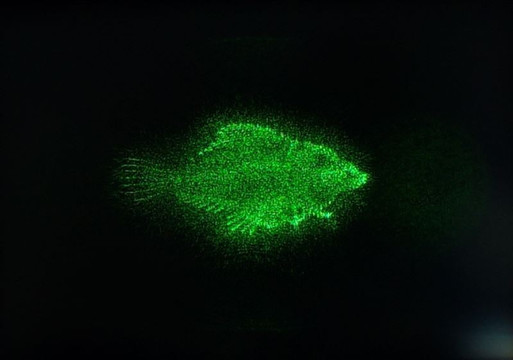 レイア姫も再現できる？ 千葉大学が立体映像を空中に投影するホログラフィー技術を開発中