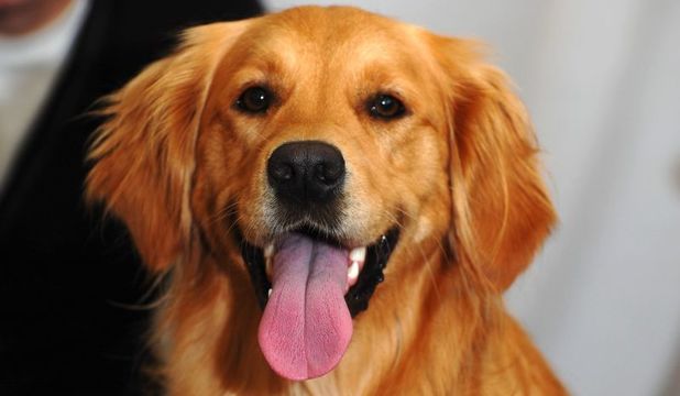 DNAテスト会社に犬のDNAを送ってみたら悲しくも予想通りの結果に