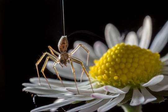 翼がなくても飛べるんです。クモは風と電場を操って大空に舞う