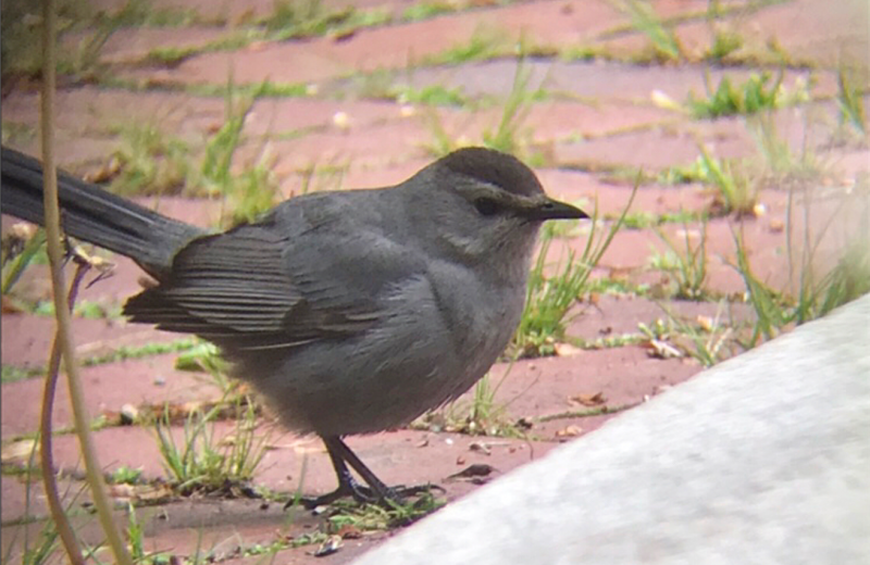 180710_how_birdwatching_got_me_to_finally_log_off_and_actually_go_outside_2