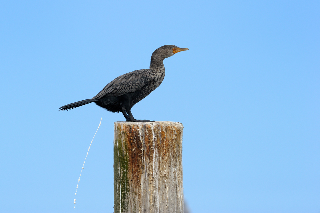 shutterstock_100073852