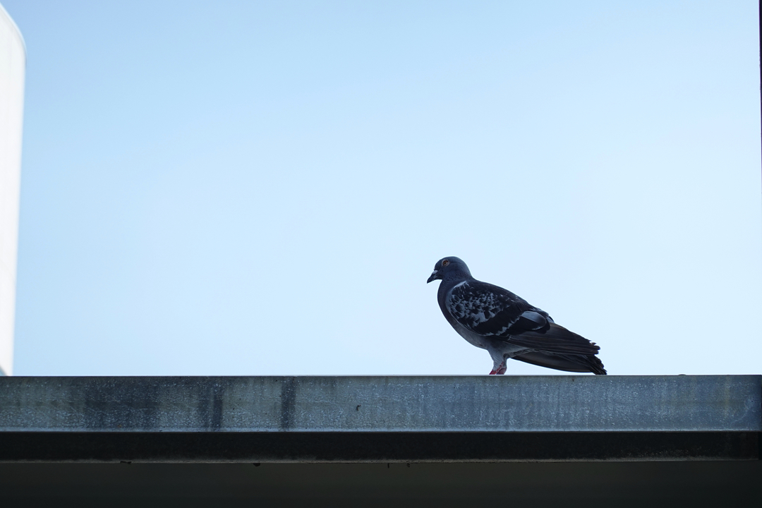 20180806gizmodo_sony_rx1006_DSC01343