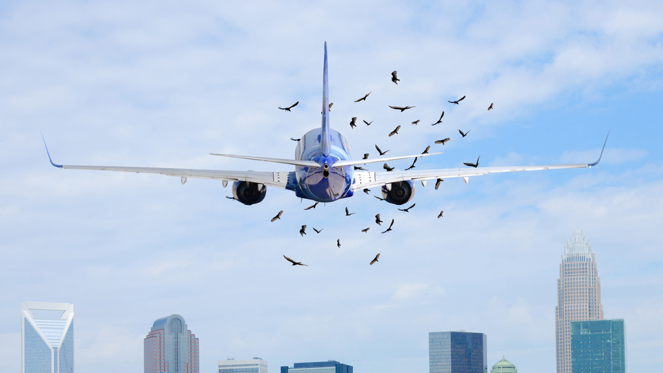 180810_bird_strike