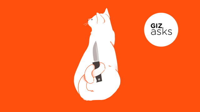 猫に嫌われている気がする? その疑問、専門家たちがお答えします