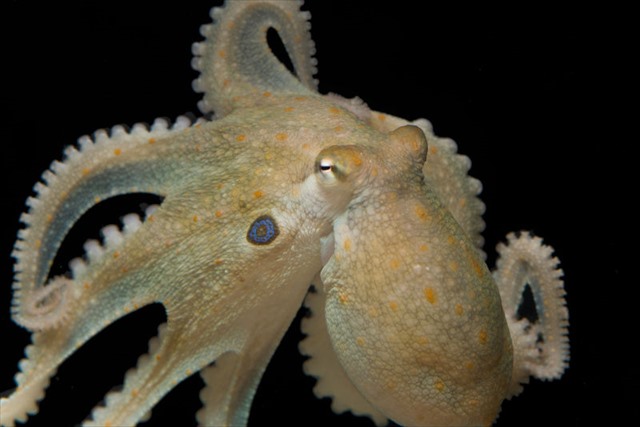 180923octopus_bimaculoides