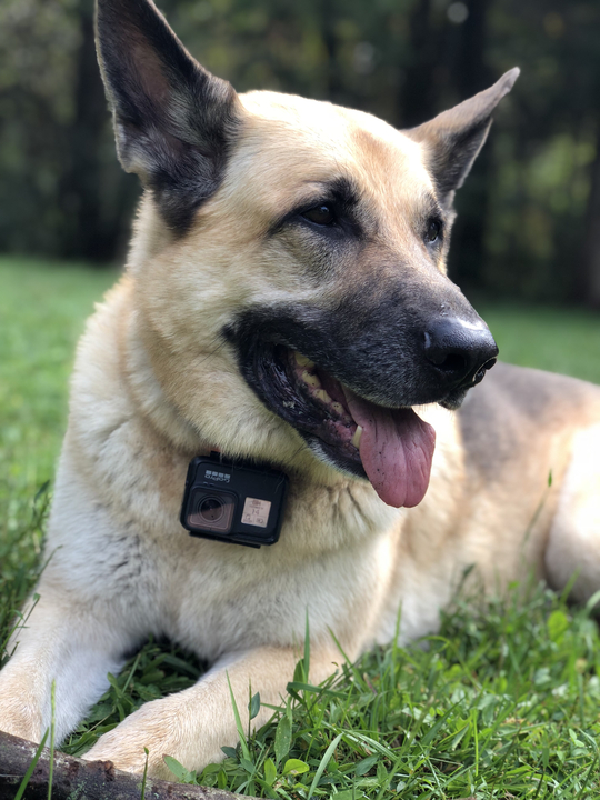 181016_gopro7dog
