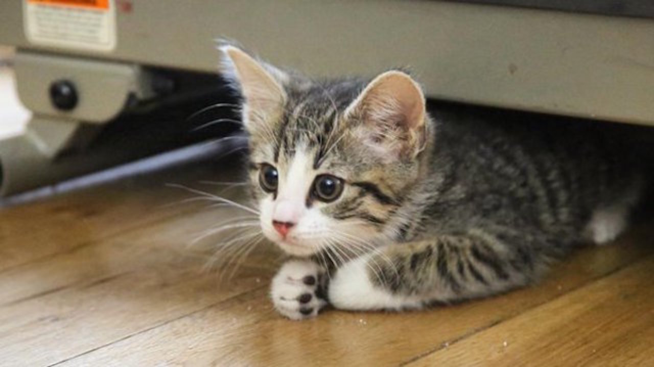 猫の世話は自分でしなさい エクアドルがウィキリークス創始者ジュリアン アサンジを叱った ギズモード ジャパン
