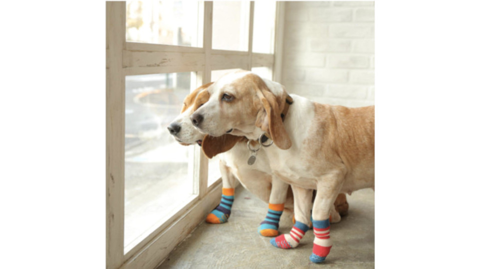 専門店と獣医師がつくった犬用靴下! すべりづらい&老犬の負担が軽減されそう