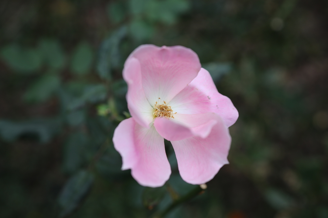 181122EOS-R-24