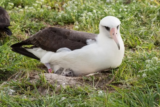 68歳という世界最高齢のコアホウドリ 今年も産卵 ギズモード ジャパン