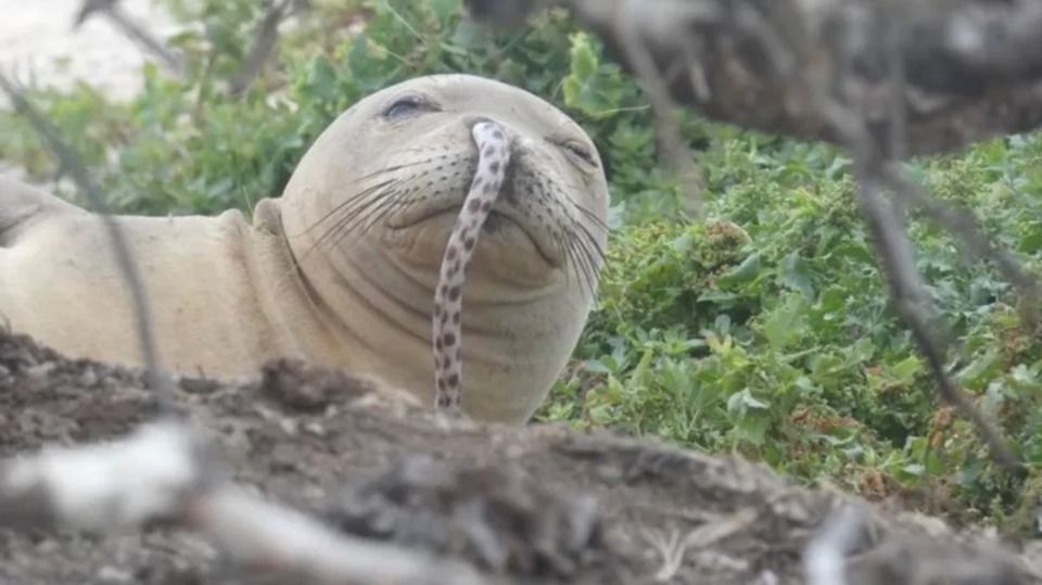 181210_seal