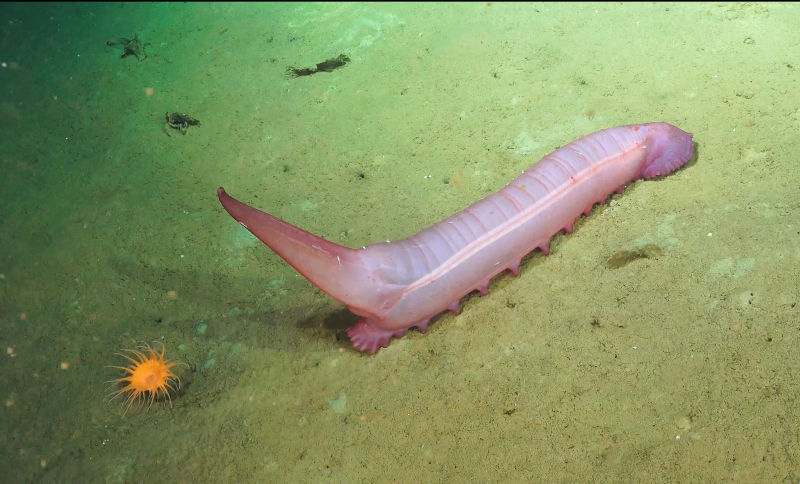 190211deepsea10