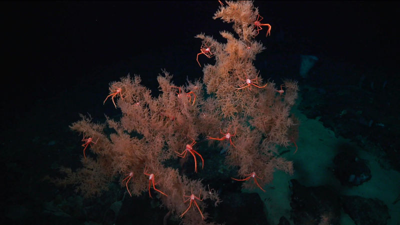 190211deepsea11