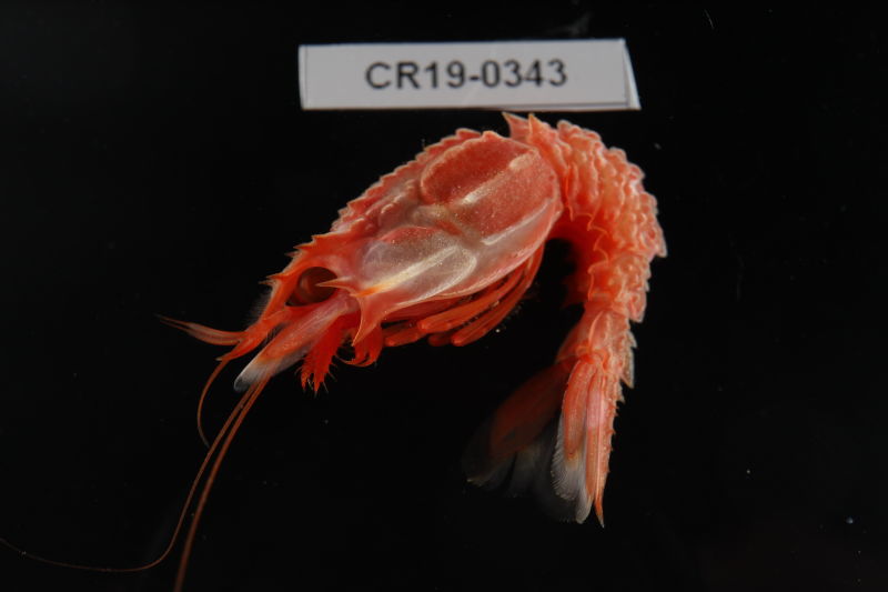 190211deepsea12