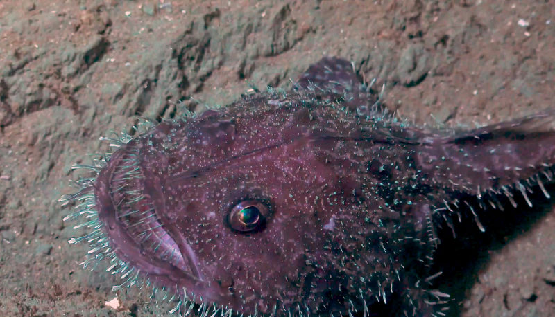 190211deepsea13