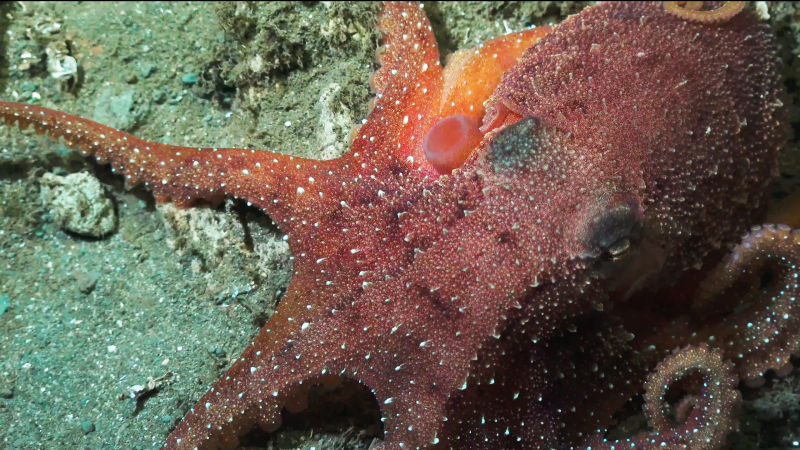 190211deepsea5