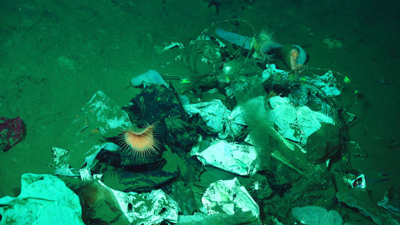 190211deepsea6