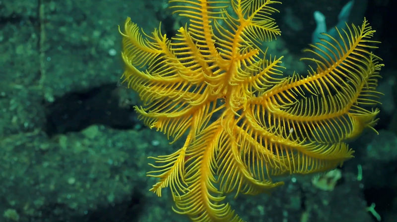 190211deepsea7