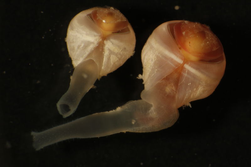 190211deepsea9