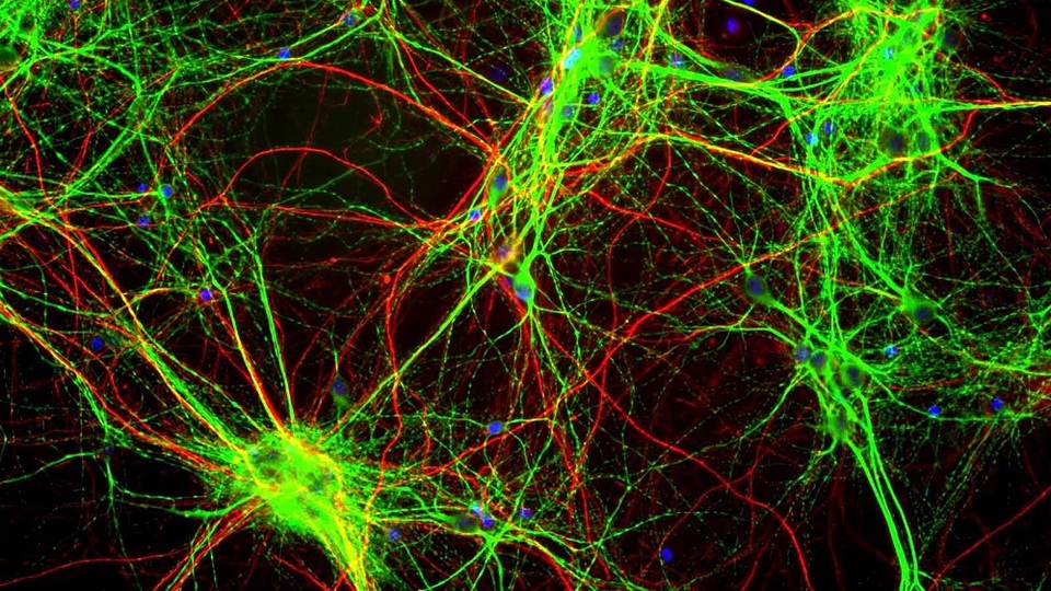 190321neurons