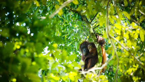 190416orangutan