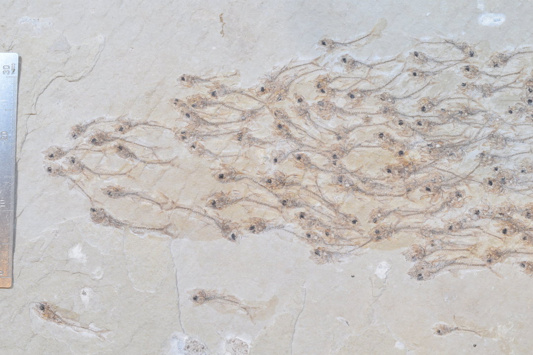190531fishfossile1