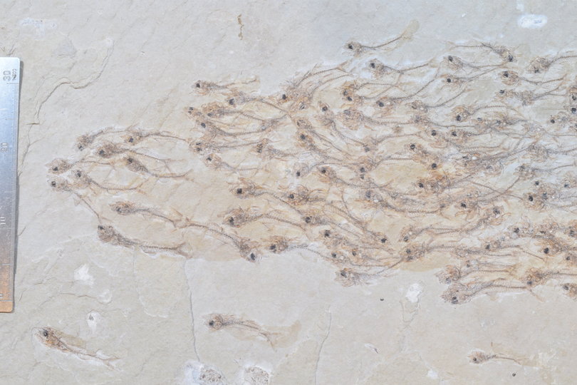 190531fishfossile1