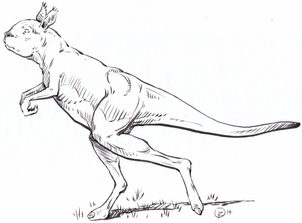 Kangaroo1