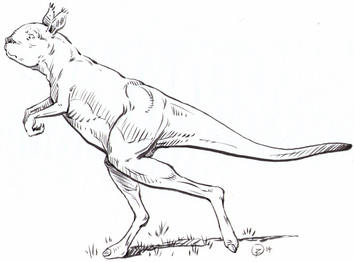 Kangaroo1